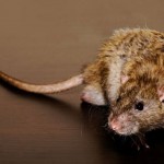 A rat 008 150x150 Мужчина из Зимбабве подал на жену в суд за то, что она сама съела вкусные куски курицы