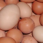 eggs 150x150 В Китае появился претендент на звание самого чудного влюбленного в мире